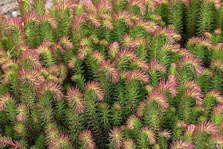 Rozchodnik Forstera Elegans Sedum forsterianum 9