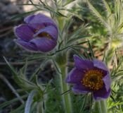 Sasanka Violet Blue Pulsatilla Vulgaris