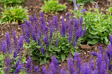 Szałwia omszona Rugen Salvia nemorosa 9