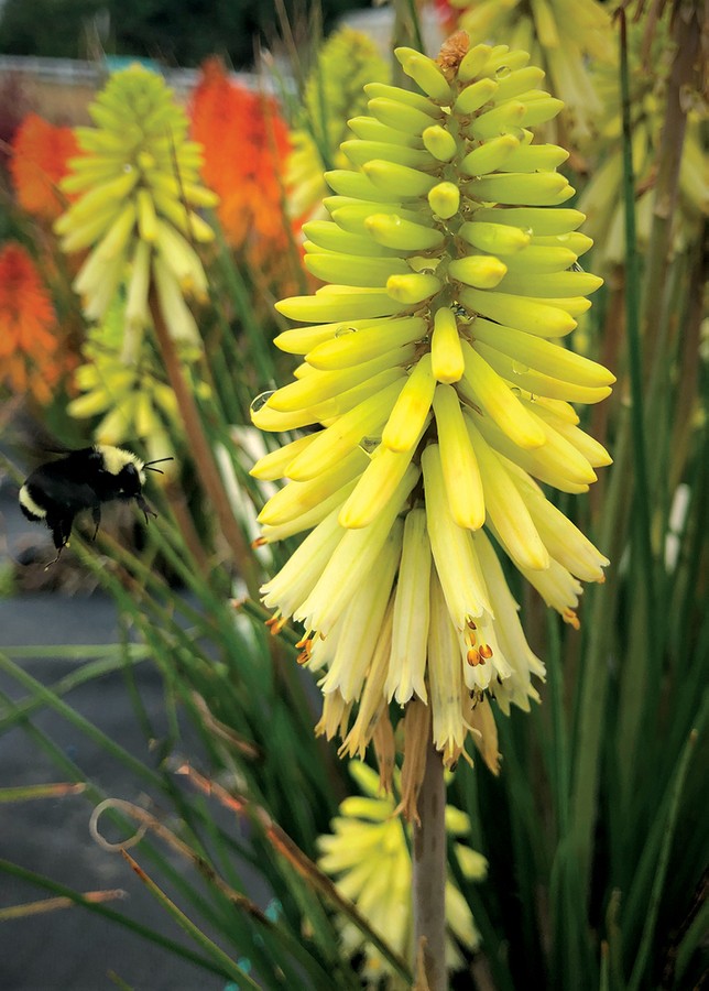 Trytoma groniasta Poco citron Kniphofia uvaria 1l