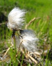 Wełnianka wąskolistna Eriophorum angustifolium 0,5- 1l