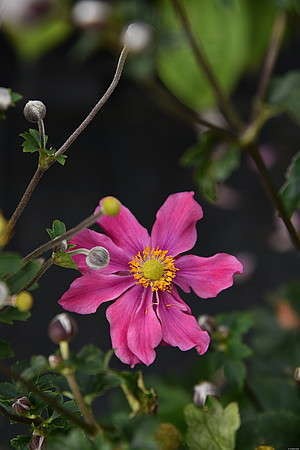 Zawilec Summer Breeze Vibrant Pink Anemone Hybrida 9