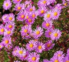 Aster krzaczasty Peter Harrison Aster dumosus 9 