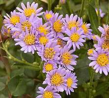 Aster nowobelgijski Andenken am Alma Pötschke Aster novi-belgii 1l