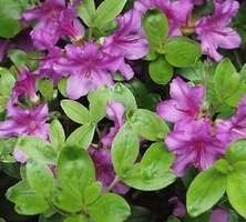 Azalia japońska Orlice  Azalea japonicum 11