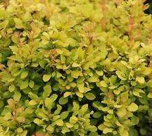 Berberys Thunberga Golden Devine Berberis Thunbergii 1l