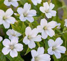 Bodziszek kolankowy Silverwood Geranium nodosum 9