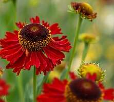 Dzielżan Moerheim Beauty Helenium hybridum 1l