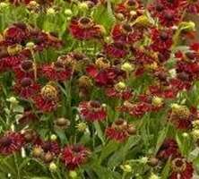 Dzielżan Ruby Tuesday Helenium Hybride 1l