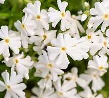 Floks Szydlasty Spring® White Phlox subulata 9