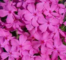 Floks szydlasty Mc Daniels Phlox subulata 9