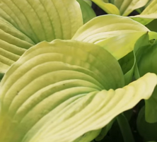 Funkia Shadowland Coast to Coast Hosta 1l