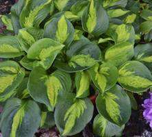 Funkia Sina Pocketful of Sunshine  Hosta Sieboldiana 1- 2l