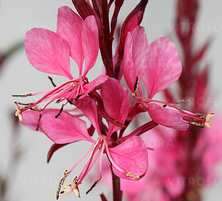 Gaura Flamingo Pink Gaura lindheimeri 1l