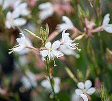 Gaura Graceful Blush Gaura lindheimeri 1l