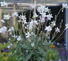 Gaura Graceful White Gaura lindheimeri 1l