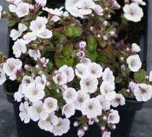 Gipsówka rogownicowata Pixie Splash Gypsophila cerastoides 0,5 - 1l