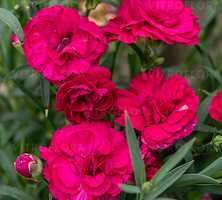 Goździk Paddock Violet Dianthus hybrida 9