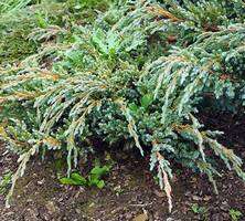 Jałowiec łuskowaty Blue Spider Juniperus Squamata 1l