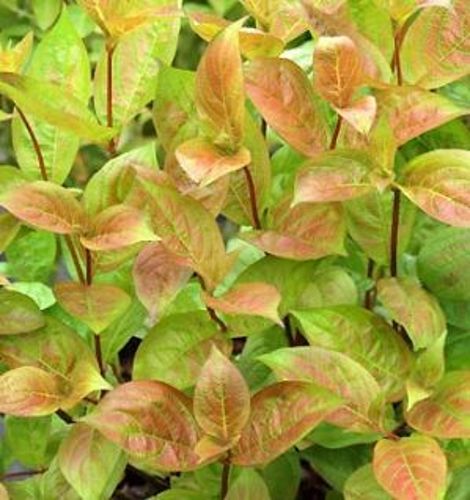 Krzewuszka Cudowna Wings of Fire Weigela florida 1l