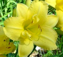 Liliowiec Double Cutie Hemerocallis hybrida1l