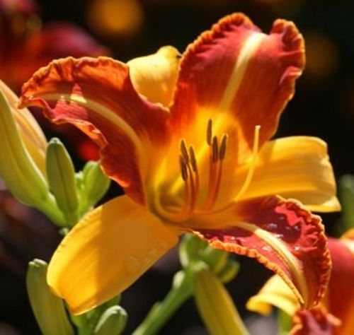 Liliowiec Frans Hals Hemerocallis 3l