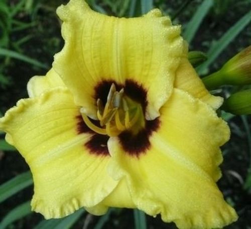 Liliowiec Little Bumble Bee Hemerocallis hybrida1l