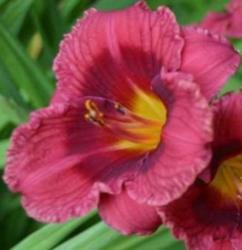 Liliowiec Little Follow Hemerocallis hybrida1l