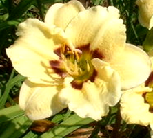 Liliowiec Siloam Doodlebug Hemerocallis hybrida1l