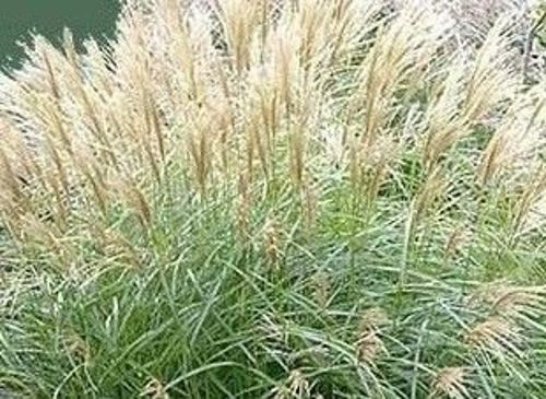 Miskant Chiński Hermann Mussel Miscanthus Sinensis 1l