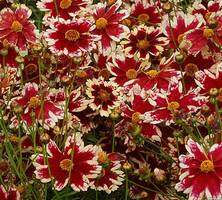 Nachyłek okółkowy Ruby Frost Coreopsis Verticilata 9 