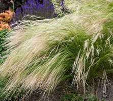 Ostnica mocna Pony Tails Stipa Tenuissima 0,5l