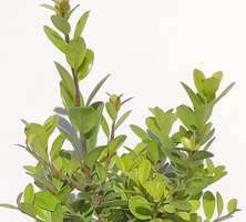 Ostrokrzew karbowanolistny Dark Green Ilex crenata 1l