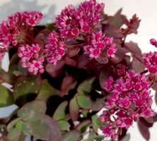 Rozchodnik SunSparkler Firecracker Sedum 9