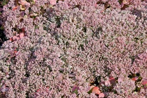 Rozchodnik naskalny Lidakense Sedum cauticolum 9