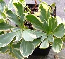 Runianka japońska Silvere Edge Pachysandra Terminalis 1l