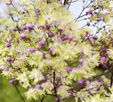 Rutewka Anne Thalictrum 1l