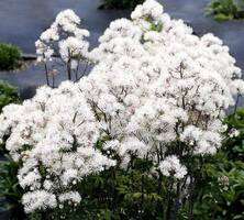 Rutewka Orlikolistna Nimbus White Thalictrum Aqulegiifolium 1l