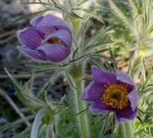 Sasanka Violet Blue Pulsatilla Vulgaris