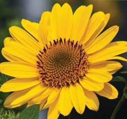 Słoneczniczek Suncatcher Pure Gold Helianthus 1l