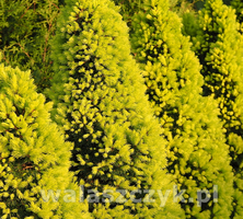 Świerk Biały Biesenthaler Fruhling Picea Glauca 0.5l - 1l