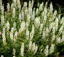 Szałwia omszona Salute White Salvia nemorosa 9