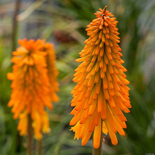 Trytoma Mango Popsicle Kniphofia x hybrida 1l