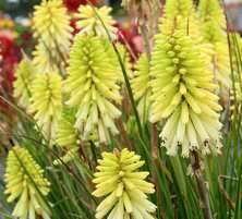 Trytoma groniasta Poco citron Kniphofia uvaria 1l