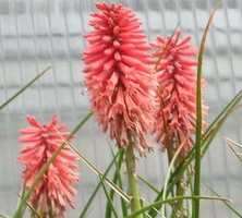 Trytoma groniasta Poco red Kniphofia uvaria 1l