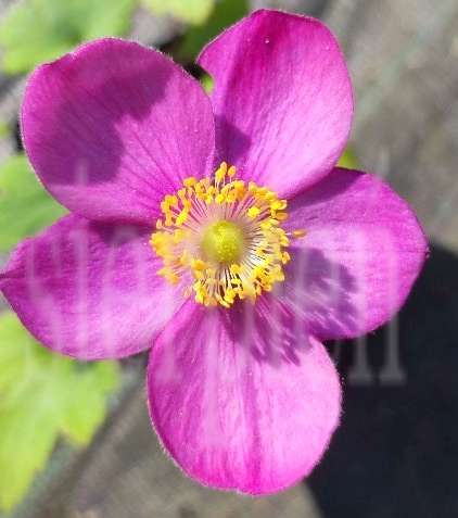 Zawilec Little Summer Breeze Anemone Hybrida 9