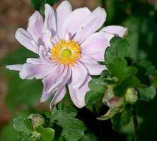 Zawilec Mont Rose Anemone Hybrida 9-1l