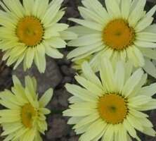 Złocień wielki Broadway Light Leucanthemum Maximum 9