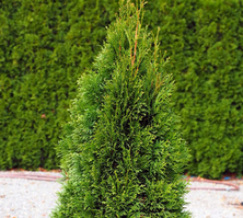 Żywotnik Zachodni Green Diamond Thuja Occidentalis 1l