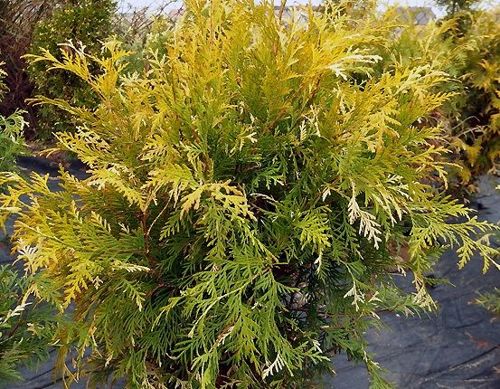 Żywotnik zachodni Magdalena Thuja occidentalis 1l